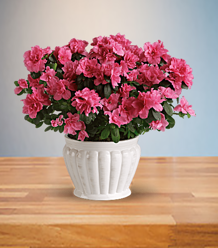 Pretty In Pink Azalea Plant - Click Image to Close